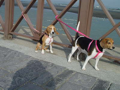 [遊記] 紅豆毛豆去新竹玩囉！ - 阿祥的網路筆記本