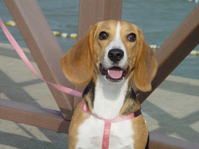 [遊記] 紅豆毛豆去新竹玩囉！ - 阿祥的網路筆記本