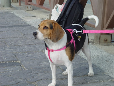 [遊記] 紅豆毛豆去新竹玩囉！ - 阿祥的網路筆記本