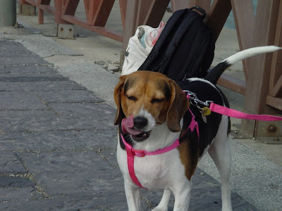 [遊記] 紅豆毛豆去新竹玩囉！ - 阿祥的網路筆記本