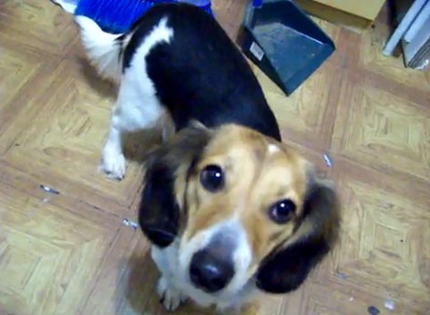 [Dog] 米格魯+臘腸狗=米腸狗？ - 阿祥的網路筆記本