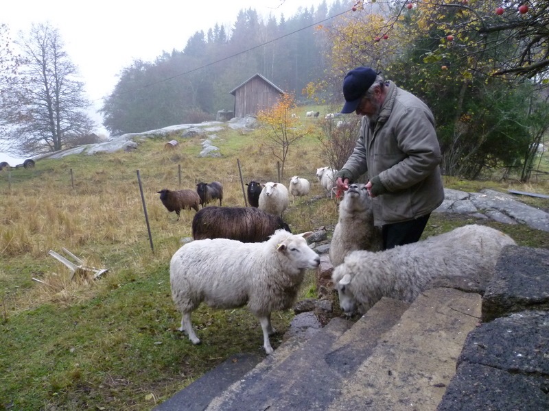 [Ole med får[4].jpg]