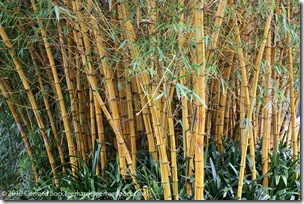 Bambusa vulgaris 'Vittata'
