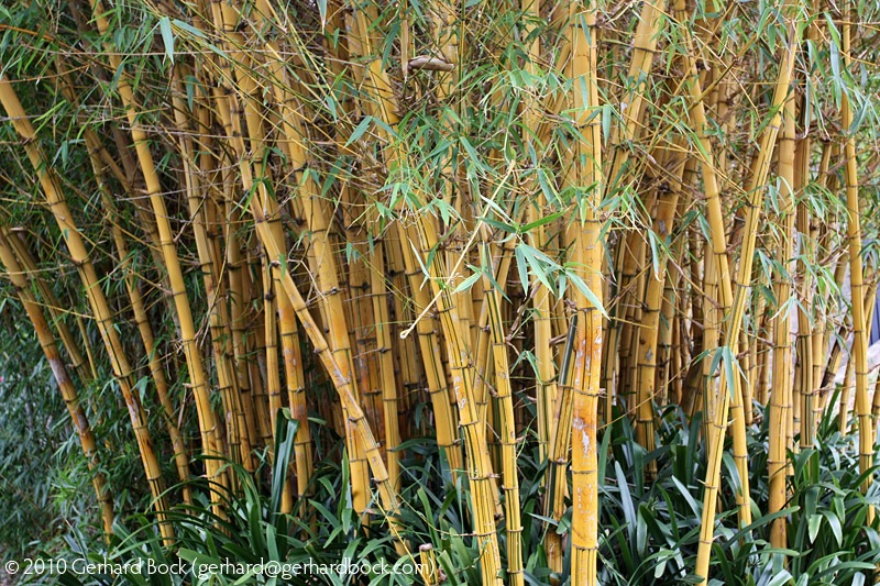 [Bambusa-vulgaris-Vittata-Royal-Bot-Garden-Sydney-091227_06_sm[4].jpg]