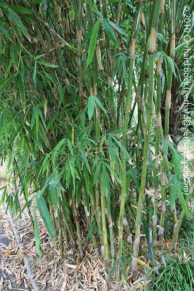 [Gigantochloa-albociliata-at-Royal-Botanic-Gardens-Sydney-091227_sm[3].jpg]