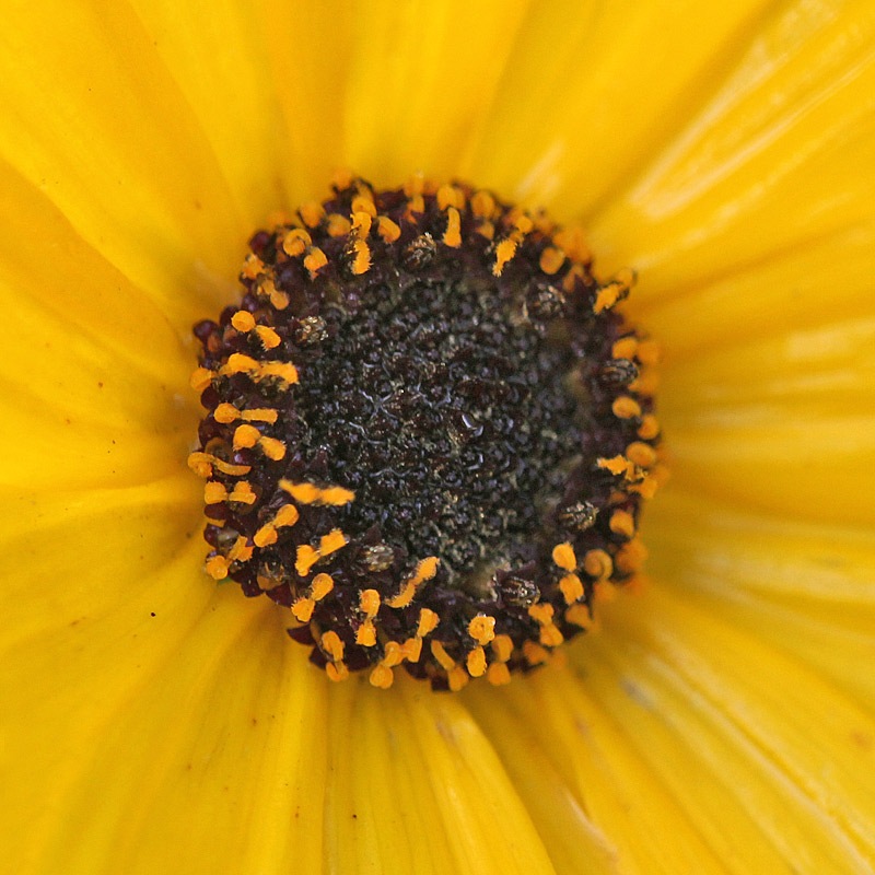 [101031_perennial_sunflower_closeup[2].jpg]