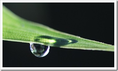 raindrop_phyllostachys-bambusoides-castillon-inversa
