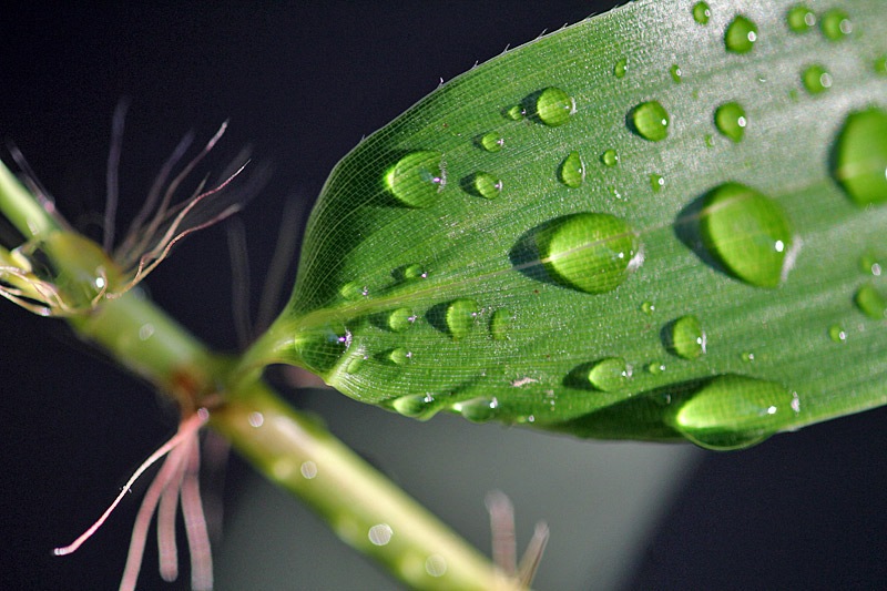 [rain_drops_phyllostachys-bambusoides-castillon-inversa_oral_setae[2].jpg]