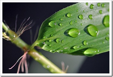 rain_drops_phyllostachys-bambusoides-castillon-inversa_oral_setae