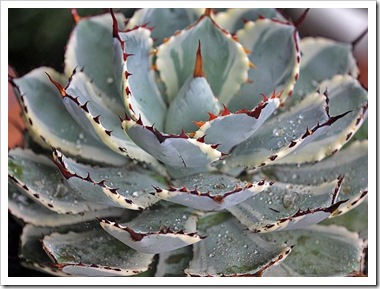 101024_agave_kisshokan