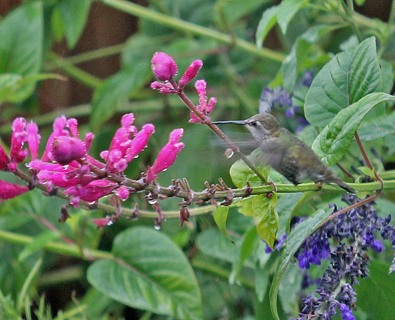 [101024_hummingbird[2].jpg]