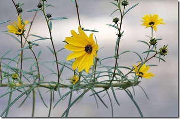 101114_perennial_sunflower2