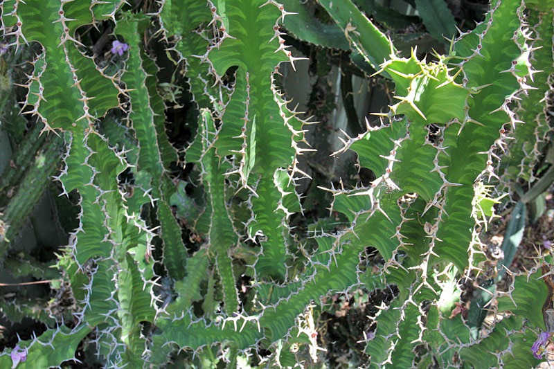 [Euphorbia-grandialata[2].jpg]