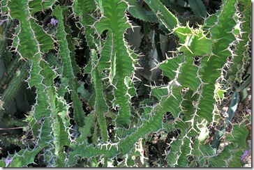 Euphorbia-grandialata