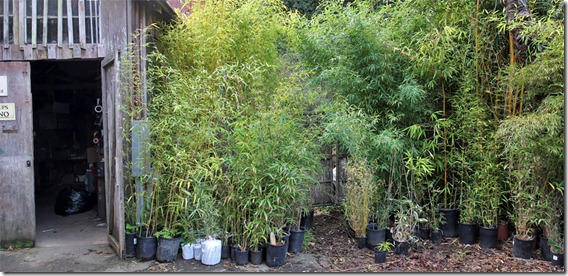101130_bamboosourcery_plants_for_pickup