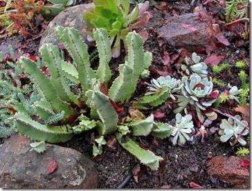 101218_Euphorbia-resinifera-