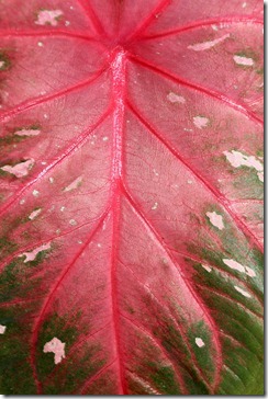 caladium-leaf