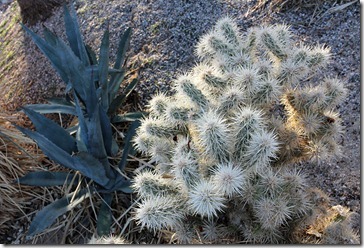 110220_agave_and_cholla