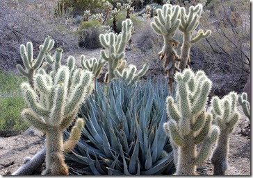 110223_living_desert_agave_and_cholla