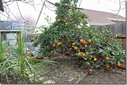 110305_orange_tree_after_pruning