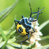 Bug - nymph