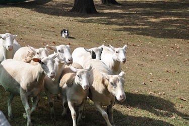 sheepdogs_kayekilla_clanjamfry
