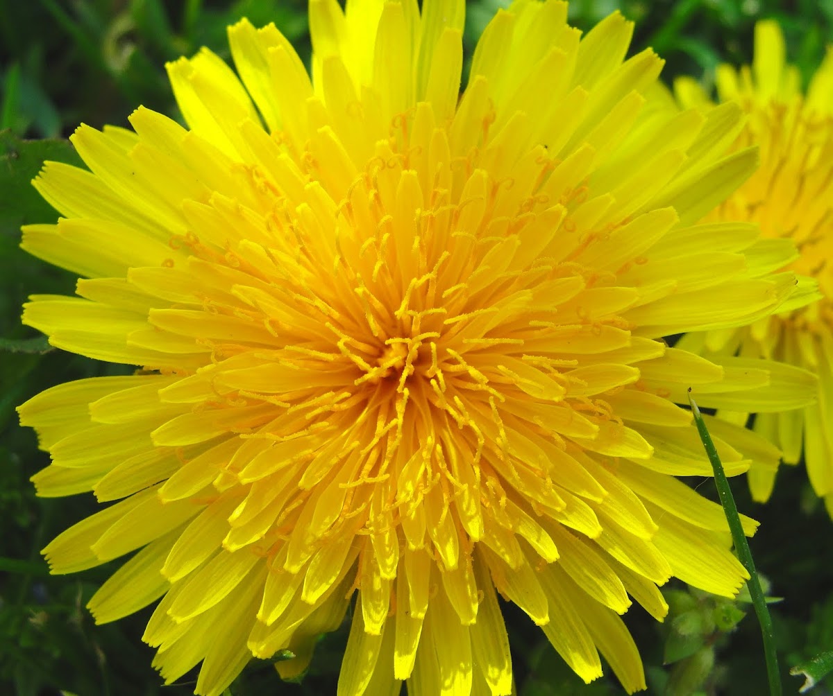 Common Dandelion