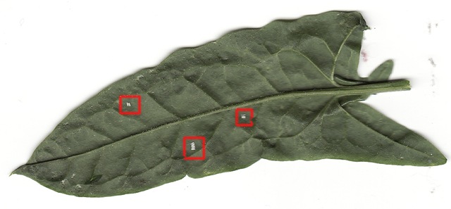 [spinachbugs[2].jpg]