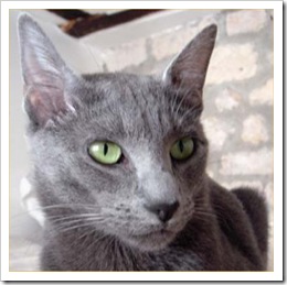 russian-blue-cat-facts