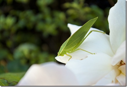 leaf insect