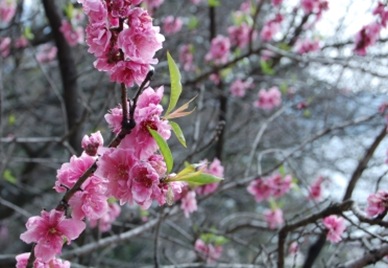 Blossom_160809