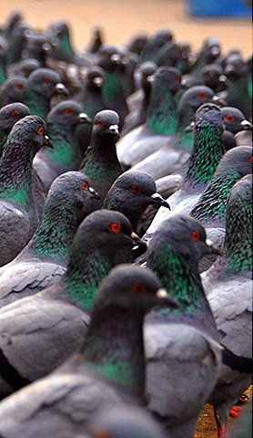 [pigeons[10].jpg]