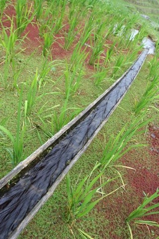 [Bamboo-irrigation-0[10].jpg]