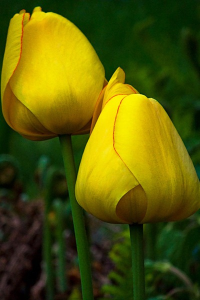 DSCF2389_tulips[1]