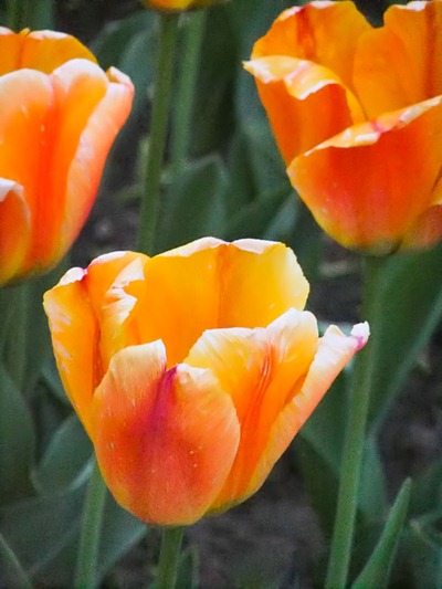 DSCF2467_tulips[1]