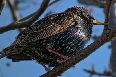 DSCF5254_hs10_starling[1]