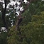 Pileated woodpecker