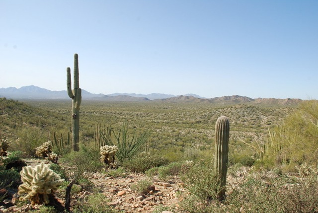 [03-04-10 B Desert View Trail - OPCNM (74)[3].jpg]