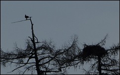 04 02 10_0785_edited-2-osprey