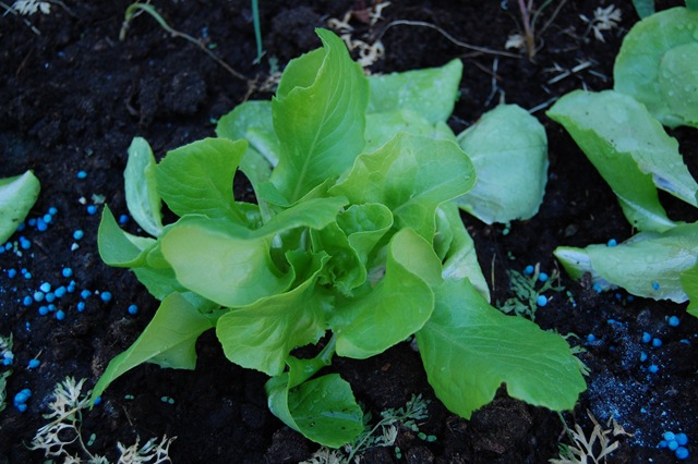 [Barnebursdag 022[3].jpg]