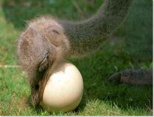 ostrich-egg-1