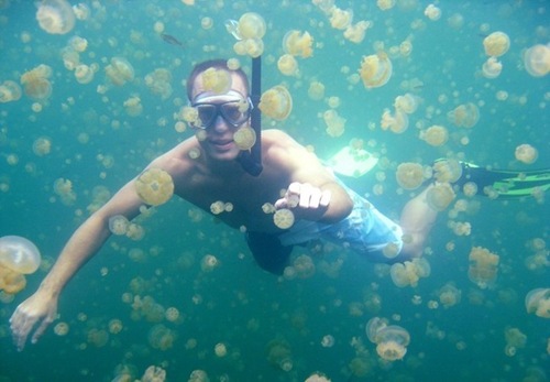 jellyfish-lake (17)