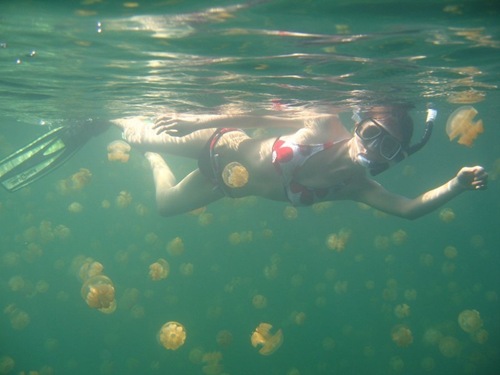 jellyfish-lake (12)
