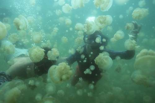 jellyfish-lake (14)