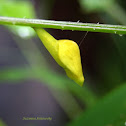 Grass yellow butterfly pupa