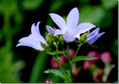 Campanula lactiflora 'Prichard's variety'