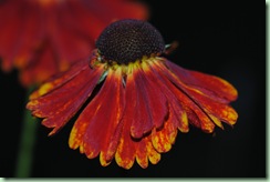 Helenium autumnale 'Redgold'