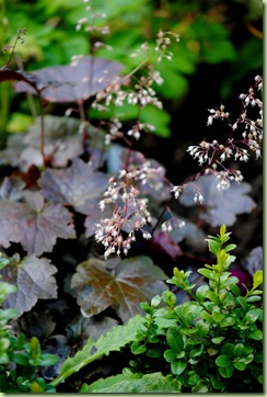 Heuchera 'Purple Palace'