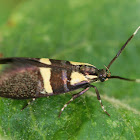 oecophorid moth