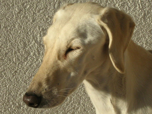IMG_3699.JPG